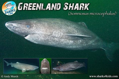 October Elasmobranch Of The Month Greenland Shark