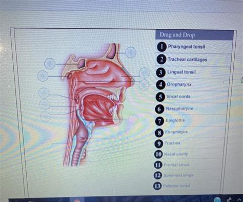 Solved Drag And Drop 1 Pharyngeal Tonsil 2 Tracheal Chegg