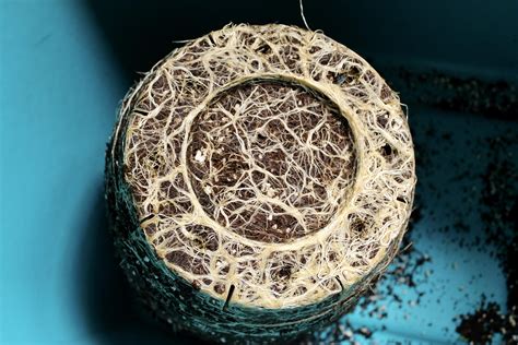 Is Root Porn Appreciated Here R Microgrowery