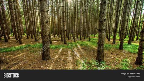 Northern Michigan Forest Panorama. Pine tree forest in northern ...