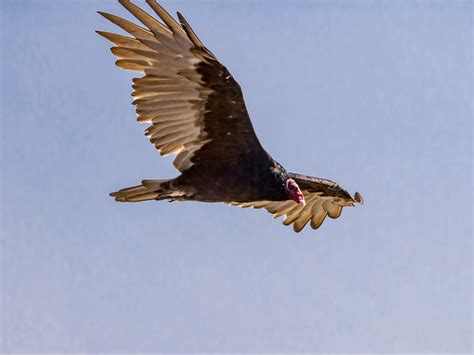 Turkey Vulture Nesting (Behavior, Eggs + Location) | Birdfact