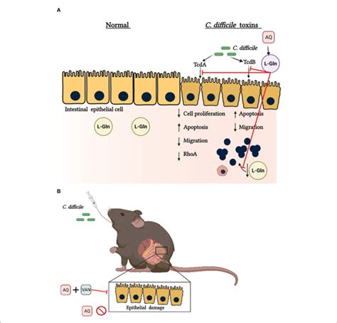 Protective Effects Of Glutamine During C Difficile Toxins Challenge