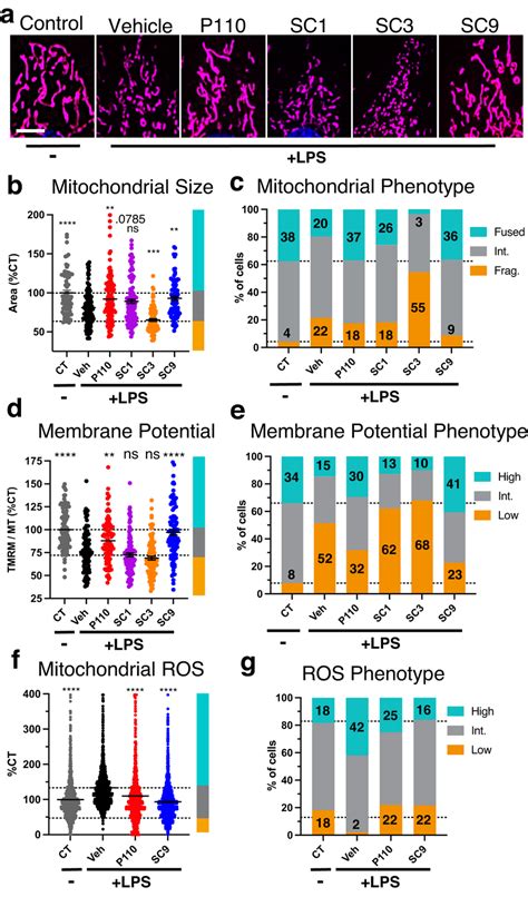 Compound Treatment Effect On Lps Induced Mitochondrial Fragmentation