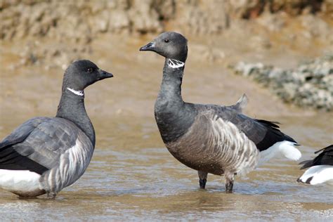 Branta Bernicla Hrota Pale Bellied Brent Goose Morston Q Flickr