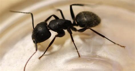 Acrobat Ants vs. Carpenter Ants: What's the Difference? - City Pest ...