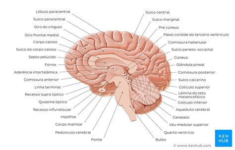 Cerebelo E Tronco Cerebral Brain Anatomy And Function Brain Anatomy