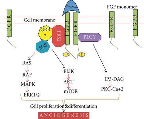 Fibroblast Growth Factor Signaling Pathway Gbr Growth Factor