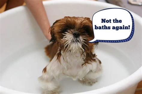 Watch: 5 funny videos of dogs taking a bath - Awesome Pawsome Pet Treats