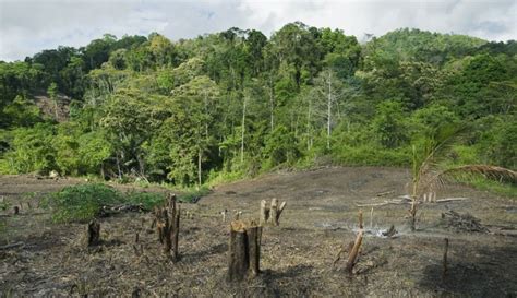 Indonesias Forests Under Fire A 27 Surge In Deforestation