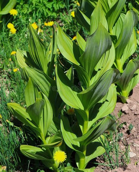 California False Hellebore Corn Lily Stock Image Image Of