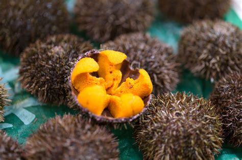 Real Food Encyclopedia - Sea Urchin - FoodPrint