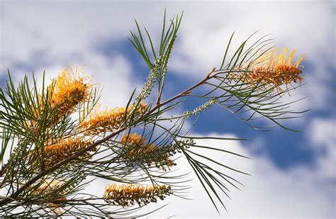 Grevillea Flowers Australian Free Photo On Pixabay