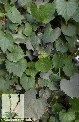 Arizona Canyon Grape Vitis Arizonica Civano Nursery