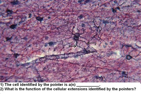 Quiz Nervous System Histology Atlas For Anatomy And Physiology