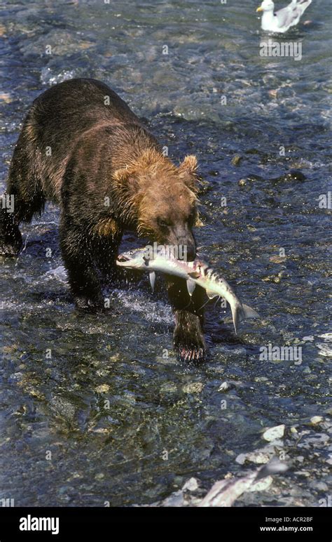 Alaskan Brown Bears Or Grizzly Bears Fishing For Salmon Mcneil River