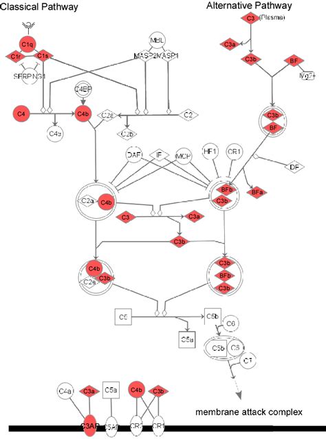 Pathway diagram showing the molecules involved in complement pathway ...