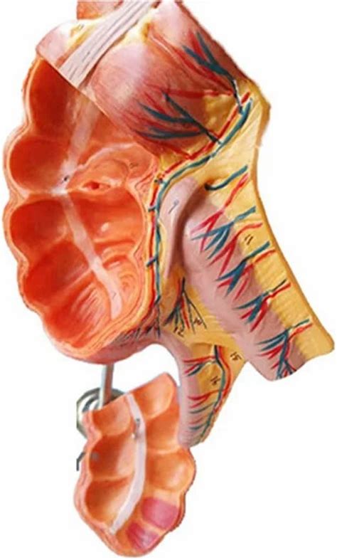 Study Model Skin Appendix And Caecum For Medical Size Natural Size