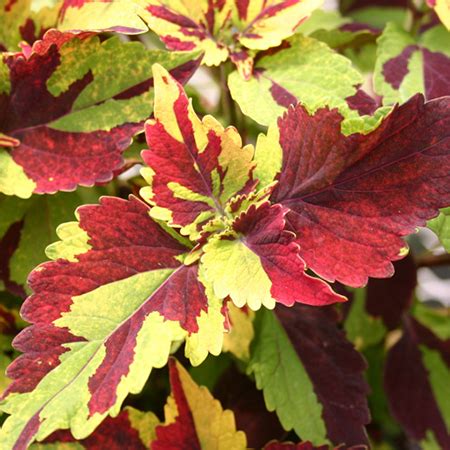 Sun Coleus Wholesale Bedding Plants Hybels Inc