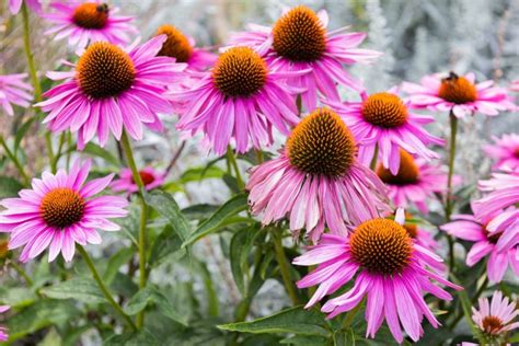 Lechinacea Purpurea E Le Sue Propriet Antivirali