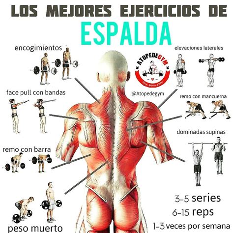 Los Mejores Ejercicios Para Tu Espalda Ejercicios Fitness