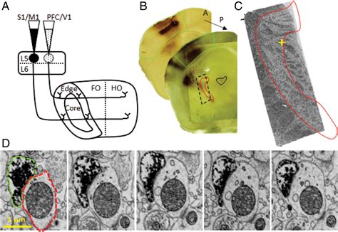 Layer 5 Of Cortex Innervates The Thalamic Reticular Nucleus In Mice Pnas