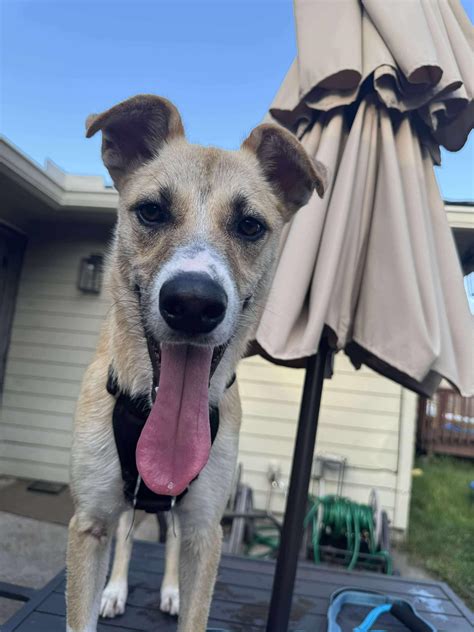 Dog for adoption - Kermit, a Border Collie & Carolina Dog Mix in Nashua