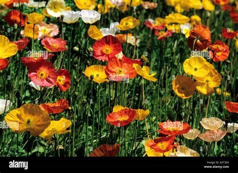 France, Paris, Parc Floral Stock Photo - Alamy