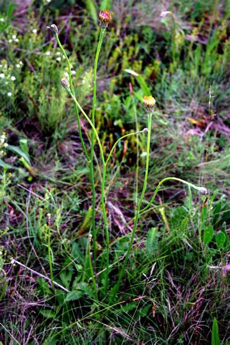 Hypochaeris Radicata Burgenland Flora