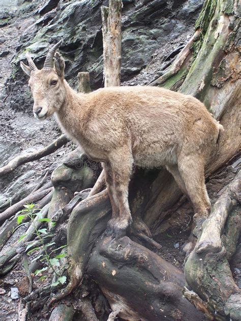 Mountain Ram On A Steep Mountainside Stock Image Image Of Trees