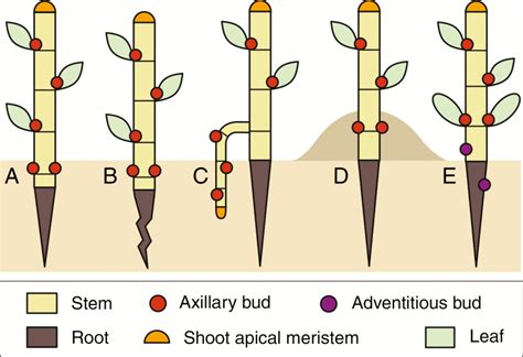 The Ecology And Significance Of Below Ground Bud Banks In Plants