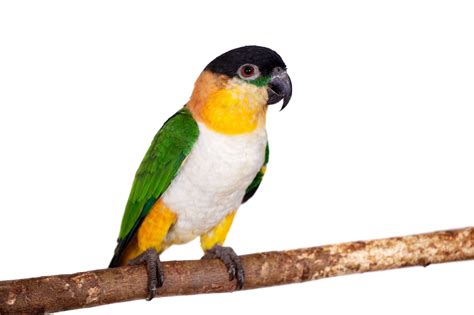 Everything You Need To Know About The Black Headed Caique Petrestart