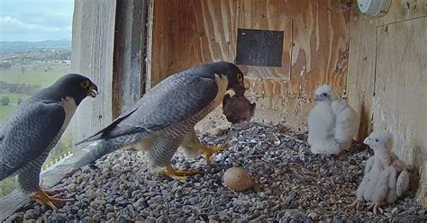 Charles Sturt University Peregrine Falcon Chicks Halfway To Fledging