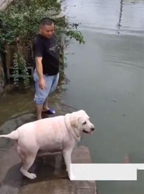 主人帶狗在河邊洗澡，湊近看後忍不住樂了：餵豬飼料養大的吧？ 壹讀