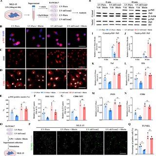 Trem2 Deficiency Mitigated The Rhein Mediated Anti Inflammatory Effects