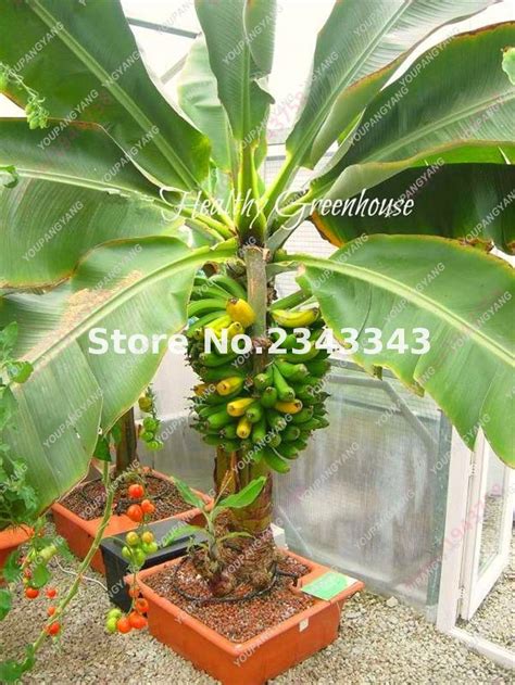 Banana Seeds 100pcs - BuyingSeed.com - Free Shipping - Up to 70% OFF