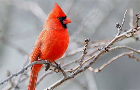 Exploring Red Cardinal Biblical Meaning and Symbolism | LoveToKnow