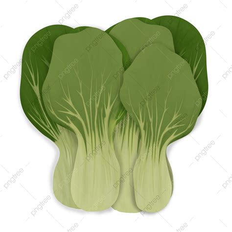 pakcoy png vector psd  clipart  transparent background