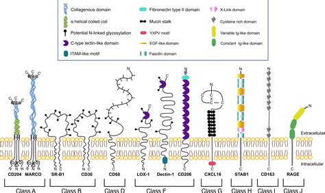 Frontiers Macrophage Scavenger Receptors Tumor Support And Tumor