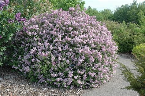 Dwarf Korean Lilac (Syringa meyeri 'Palibin') in Milwaukee Brookfield ...