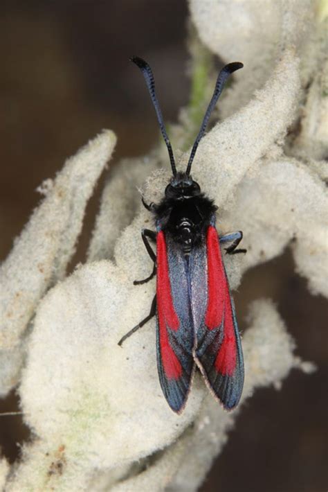 Europ Ische Schmetterlinge Und Ihre Kologie Zygaena Diaphana