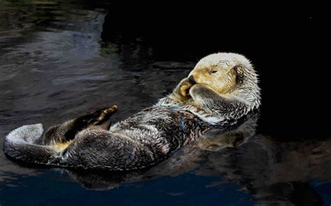 11 Sea Otter Facts For Kids Too Adorable To Miss - Facts.net