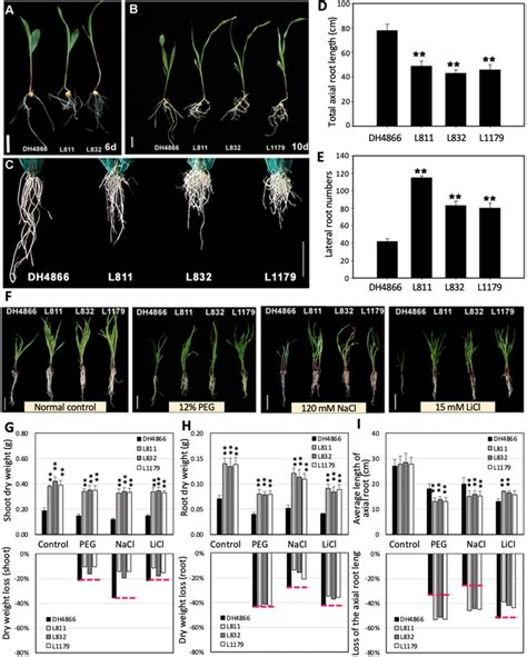 Oe Of Zmnf Ya1 Improves Abiotic Stress Tolerance In Maize A And B