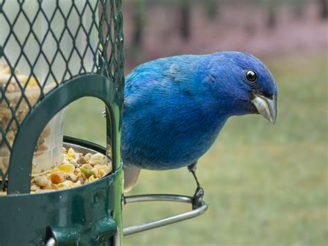 Indigo Bunting - FeederWatch