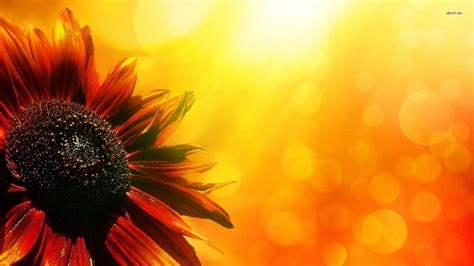 Fall Sunflower Wallpapers on WallpaperDog