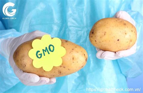 Thực phẩm biến đổi gen GMO và những tác hại ít biết đến