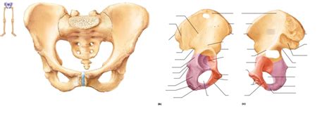 Pelvic Girdle Diagram | Quizlet