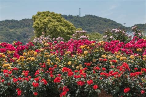 2023年最新【よしうみバラ公園・よしうみローズ館】世界各地のバラ400種・3500株！バラのグッズ・バラフードやバラ苗も販売（今治／観光