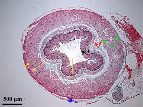 Lab 14: Esophagus layers (1) Diagram | Quizlet