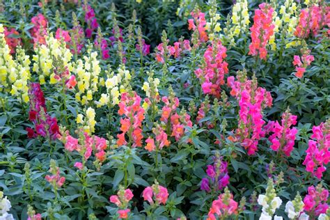 How To Grow And Care For Snapdragons Parade Home And Garden