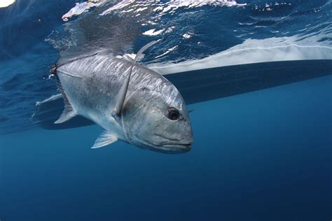 Fly Fishing for Giant Trevally: An Angler’s Guide - Into Fly Fishing